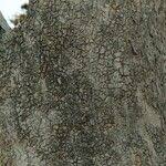 Image result for Ekebergia benguelensis