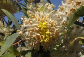 Image result for Gnidia chrysantha