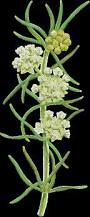 Image result for Asclepias graminifolia