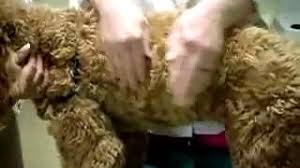 Treatments are available to decrease signs and symptoms and to help you live. What Could It Mean If Your Dog Is Coughing Lovetoknow