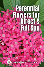 Large flowers, scarlet to pink with deep purple centers. Best Perennial Flowers For Full Sun In 2021 Flowers Perennials Best Perennials Plants
