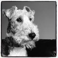 Favourite Black And White Photo From 2016 Wire Fox Terrier Fox Terrier Terrier