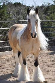 Ee, aa, ncr, tested negative for pssm1 and fis, as well as all other genetic diseases on the etalon panel. Buckskin Gypsy Vanners