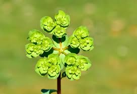 Image result for Euphorbiaceae