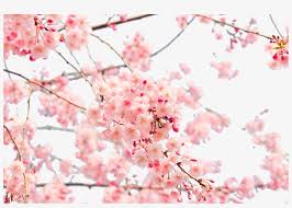 Find the best sakura wallpapers on wallpapertag. Japanese Blossom Wallpaper Cherry Blossom Wallpaper 4k Png Image Transparent Png Free Download On Seekpng