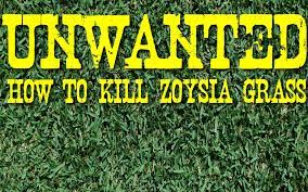 Scalping (mowing at lowest point) the lawn will cheer the lawn up and grow healthy. How To Kill Zoysia And Bermuda Grass Grass Pad