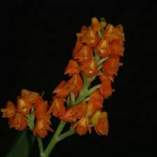 Image result for Polystachya galeata