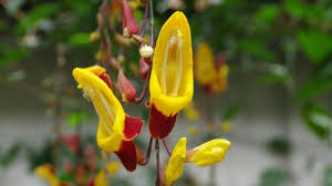 Image result for Thunbergia annua