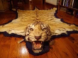 Maybe you would like to learn more about one of these? Tiger Rugs Dubai Tiger Rug Animal Hide Rugs Animal Rug