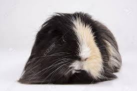 Douglas otis long haired guinea pig plush stuffed animal $11.95. Long Haired Black And White Guinea Pig On A White Background Stock Photo Picture And Royalty Free Image Image 10272156