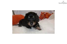 Visit us now to find your dog. Funny Dachshund Puppies For Sale In Alabama L2sanpiero