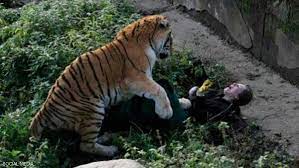 نمر يهاجم حارسه في حديقه حيوانات روسيه tiger attack tiger zoo