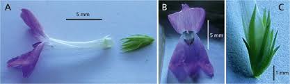 Alltid bra priser och snabb leverans. Two New Genera Of Acanthaceae From Tropical Africa Springerlink