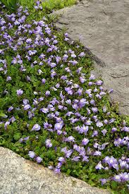 I love plants that continue to bloom throughout the season, but adding flowering ground covers to my garden never occurred to me. 16 Fast Growing Ground Cover Plants To Transform Your Yard