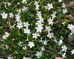 Vinca Minor Miss Gertrude Jekyll Kleine Maagdenpalm Vertrouwd Online Kopen