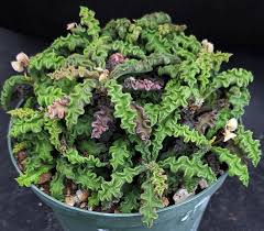 Image result for Euphorbia davyi