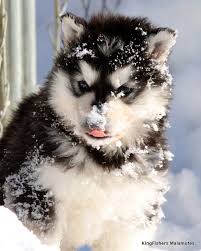 Join millions of people using oodle to find puppies for adoption, dog and puppy listings, and other pets adoption. Alaskan Malamute Breeders Pets Lovers