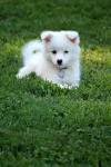 American Eskimo Dog Puppies for Sale - Next Day Pets