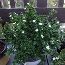 Serissa usually flowers in summer. Serissa Japonica Formerly Serissa Foetida Var Snowleaves Serissa Snowleaves Uploaded By Swiggity