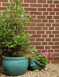 Image result for bay leaf bush foto