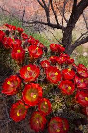 The south rim's grand canyon village, has plenty to offer this time of year as well. Three Common Grand Canyon Spring Blooms Arizona Raft Adventures