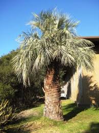 5 Winterharte Palmen Fur Nachhaltiges Gartengrun Fresh Ideen Fur Das Interieur Dekoration Und Landschaft Winterharte Palmen Garten Pflanzen Winterhart