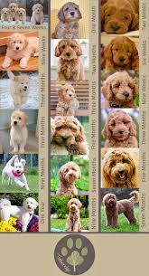 amazing resource about goldendoodle growth and pictures of