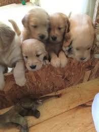 Responsibly bred for health,temperament and characteristics of the breed … location: 25 Champion Line Goldens Of Vermont Ideas Golden Retriever Puppies Retriever