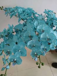 Choose from contactless same day delivery, drive up and more. Turquoise Phalaenopsis Blue Moth Orchid Flower Silk Orchid Usd0 83 Pc Only Want To Buy Contact Me Silk Flowers Wedding Artificial Flowers Silk Orchids