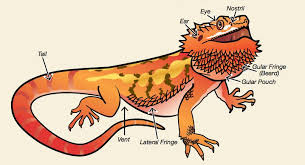 Bearded Dragon Anatomy Beardies Bearded Dragon Dragon