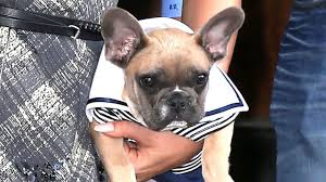 Gaga's dog walker ryan fischer was expected to survive his injuries after bravely taking a bullet while trying to fend off the dognappers, police added. 5 Arrested After Lady Gaga S Dog Walker Shot Pets Kidnapped Police Abc News