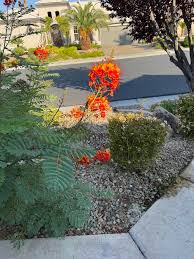 Image result for Cuscuta hyalina