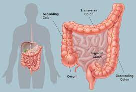 Colon may also refer to: Picture Of The Human Colon Anatomy Common Colon Conditions
