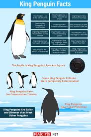 You can find this animal living. Top 20 King Penguin Facts Habitat Diet Breeding More Facts Net