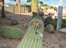 Harming a saguaro cactus in any manner, including cactus plugging, is illegal by state law in if its your cactus you can dispose of it at anytime but if its a cactus from the streets its kind off. How To Remove A Fallen 16 Cactus From Your Back Yard Az Diy Guy