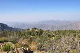 Image result for Pyrostria phyllanthoidea