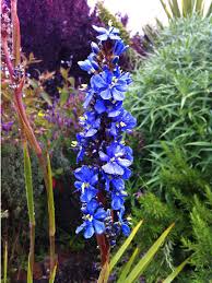 Image result for Aristea