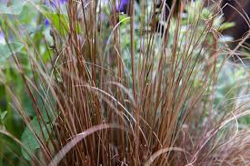 Image result for Carex brassii