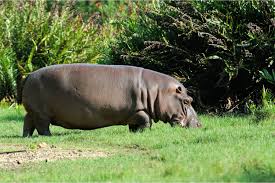 Image result for Hippobromus