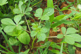 Image result for Cleome gynandra