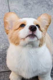Corgi Puppies Available In 2021 Puppies Cute Corgi Puppy Dogs And Kids