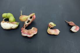 Image result for Pithecellobium dulce