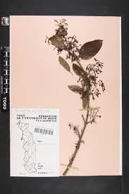 Image result for Tacazzea apiculata