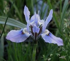Image result for Moraea bella