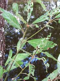 A dying tree in a forest is nature simply running its course and eventually giving back to its ecosystem. Floridata Article