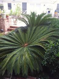 Check spelling or type a new query. Sick Sago Palm Droopy Fronds