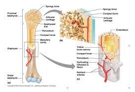 They are primarily spongy bone that is covered with a thin layer of compact bone. Chapter 6 Intro Skeletal System Diagram Quizlet
