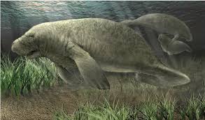 These vibrissae are connected to a substantial nerve network and transmit tactile information to the brain. Manatee Illustration By Fernando Correia Portugal 2013 Authorship And Download Scientific Diagram
