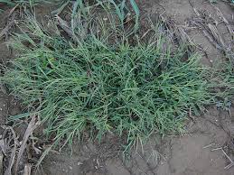 Image result for Digitaria compressa