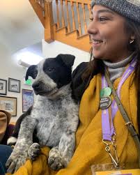 Sundance staffers recharged at Nuzzles & Co.'s Snuggle Lounge yesterday.  Photo by Katie Eldridge/Panic Button Media. #puppylove #adoptme